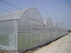 盈丰温室工程公司专业提供温室大棚建设|山东玻璃板温室造价